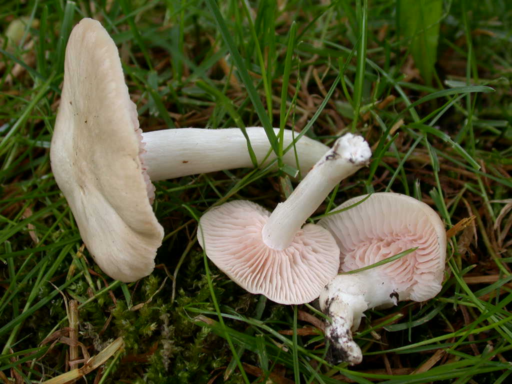 Sotto alberi fruttiferi ....